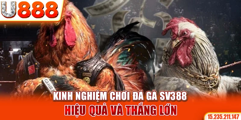 Kinh nghiệm chơi đá gà SV388 hiệu quả và thắng lớn